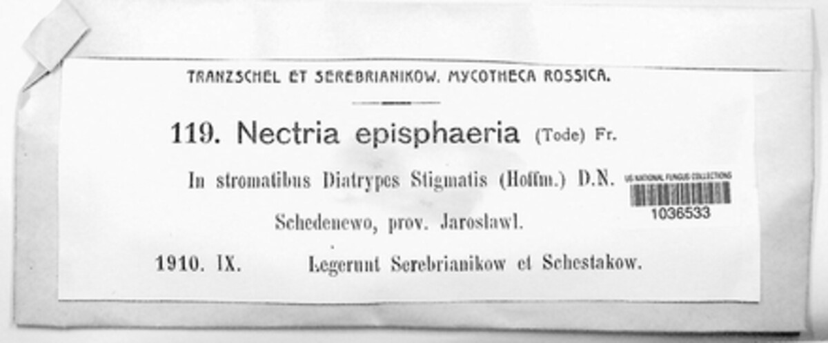 Dialonectria episphaeria image